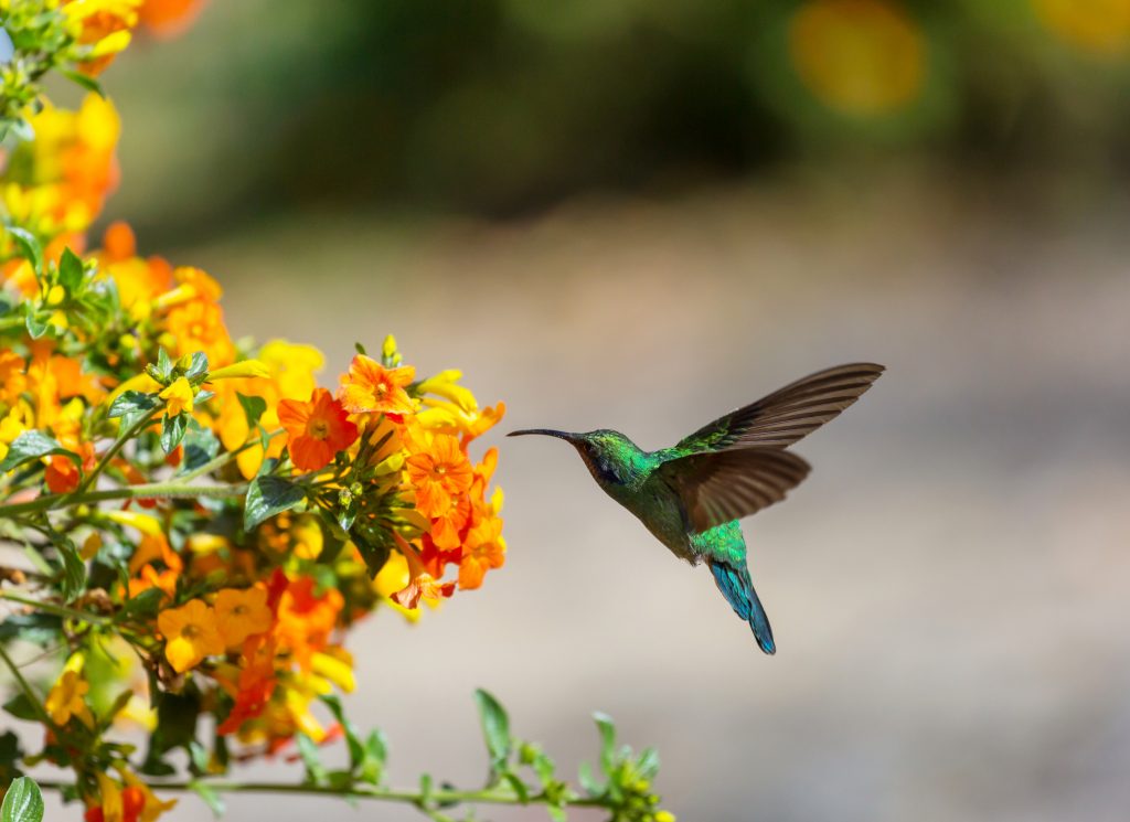 Photographing Nature With Your Digital Camera