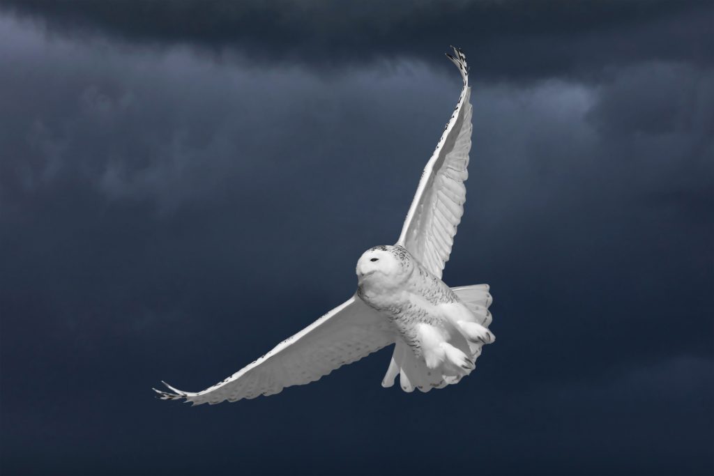 Raptor mania 000612 0002 000638 1024x683